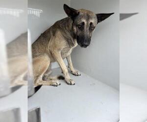 Mutt Dogs for adoption in Houston, TX, USA