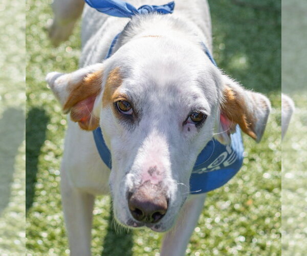 Medium Photo #1 Mutt Puppy For Sale in Hilton Head, SC, USA