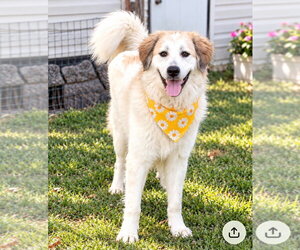 Betty - Female Great Pyrenees-Unknown Mix Dog for Adoption