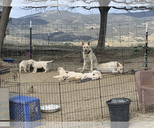 Shepradors Dogs for adoption in TEMECULA, CA, USA