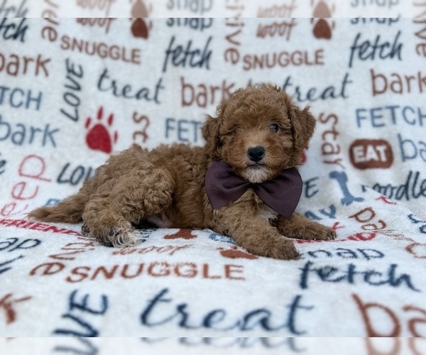 Medium Photo #2 Cavapoo (Miniature) Puppy For Sale in LAKELAND, FL, USA