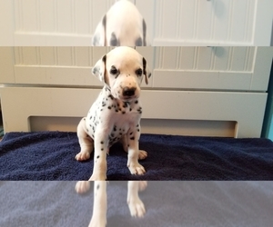 Dalmatian Puppy for sale in SPRING HOPE, NC, USA