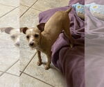 Small #1 Poodle (Miniature) Mix