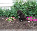 Small Photo #5 Maltipoo Puppy For Sale in SUGARCREEK, OH, USA