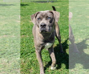 Mutt Dogs for adoption in Abbeville, LA, USA