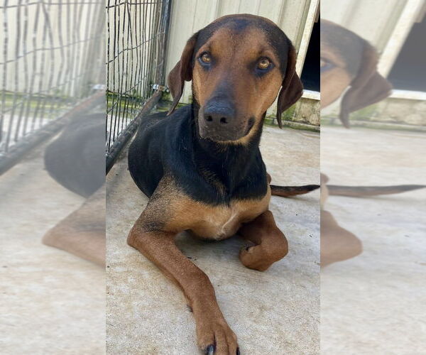 Medium Photo #1 Black and Tan Coonhound-Labrador Retriever Mix Puppy For Sale in Brewster, NY, USA