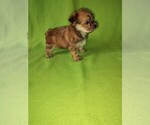 Small Photo #8 Morkie Puppy For Sale in LAPEER, MI, USA