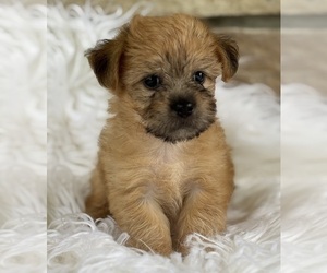 Morkie Puppy for sale in ROCK STREAM, NY, USA