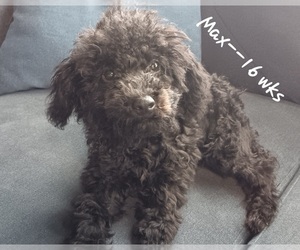 Poodle (Toy) Puppy for sale in TIOGA, PA, USA