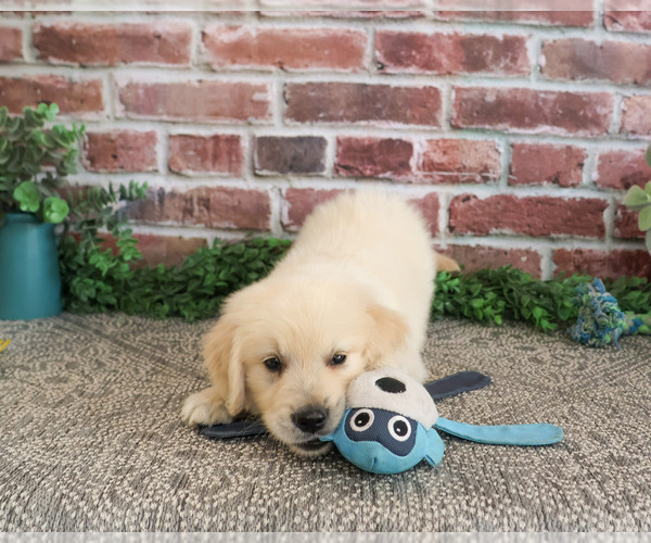 Medium Photo #3 Golden Retriever Puppy For Sale in SYRACUSE, IN, USA