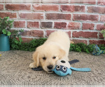 Small #2 Golden Retriever