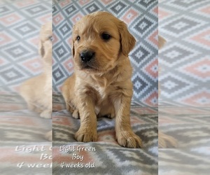 Golden Retriever Puppy for sale in COULEE CITY, WA, USA