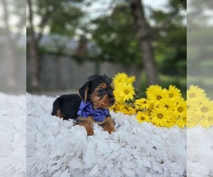 Yorkshire Terrier Puppy for sale in INDIANAPOLIS, IN, USA
