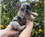 Small French Bulldog
