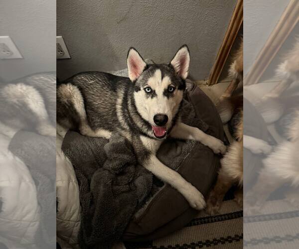 Medium Photo #1 Siberian Husky Puppy For Sale in Carrollton, TX, USA