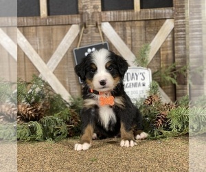 Bernese Mountain Dog Puppy for Sale in WOLCOTT, Indiana USA