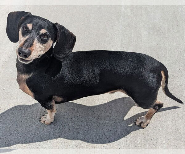 Medium Photo #4 Dachshund Puppy For Sale in Shelbyville, TN, USA