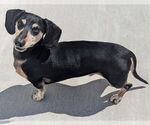 Small #3 Dachshund