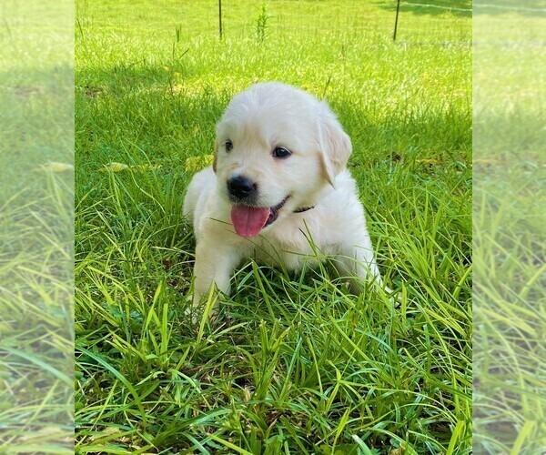Medium Photo #3 Golden Retriever Puppy For Sale in HANCEVILLE, AL, USA