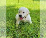Small Photo #3 Golden Retriever Puppy For Sale in HANCEVILLE, AL, USA