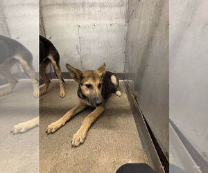 German Shepherd Dog Dogs for adoption in San Bernardino, CA, USA