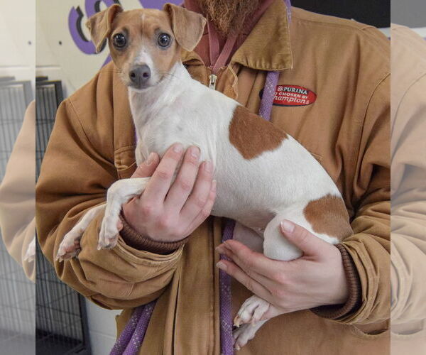 Medium Photo #2 Italian Greyhound-Unknown Mix Puppy For Sale in Huntley, IL, USA