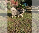 Puppy DaVinci Pomsky