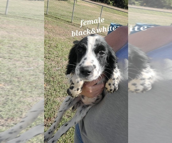 Medium Photo #1 English Springer Spaniel Puppy For Sale in MARLOW, OK, USA