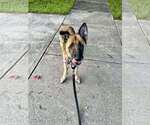 Small #5 German Shepherd Dog
