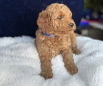 Small #10 Goldendoodle (Miniature)