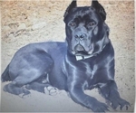 Small Photo #1 Cane Corso Puppy For Sale in WAUWATOSA, WI, USA