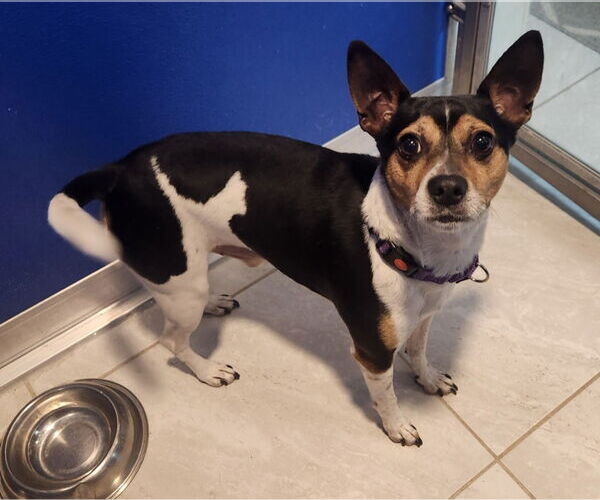 Medium Photo #1 Mutt Puppy For Sale in Walnutport, PA, USA