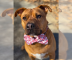 Small #2 Staffordshire Bull Terrier Mix