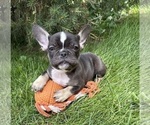 Small #3 French Bulldog