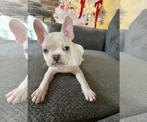 French Bulldog Puppy for Sale in WEST DEPTFORD, New Jersey USA