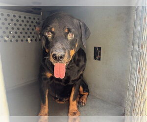 Rottweiler-Unknown Mix Dogs for adoption in Downey, CA, USA