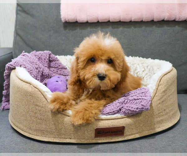 Medium Photo #5 Cavapoo (Miniature) Puppy For Sale in SYRACUSE, IN, USA