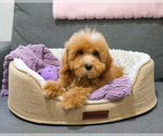 Small #4 Cavapoo (Miniature)