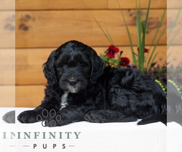 Medium Photo #4 Goldendoodle Puppy For Sale in ROARING SPRING, PA, USA