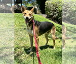 Small #1 Basenji Mix