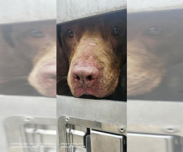 Medium Photo #1 American Staffordshire Terrier-Unknown Mix Puppy For Sale in San Antonio, TX, USA