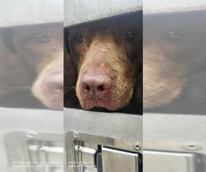 American Staffordshire Terrier-Unknown Mix Dogs for adoption in San Antonio, TX, USA