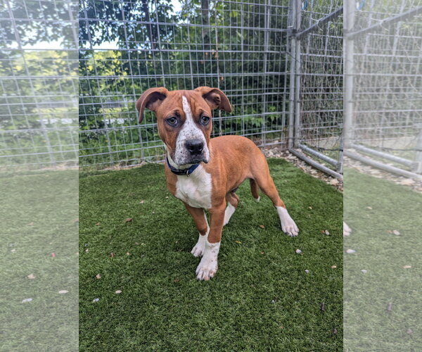 Medium Photo #6 Boxer-Unknown Mix Puppy For Sale in Calhoun, GA, USA