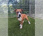 Small #5 Boxer Mix