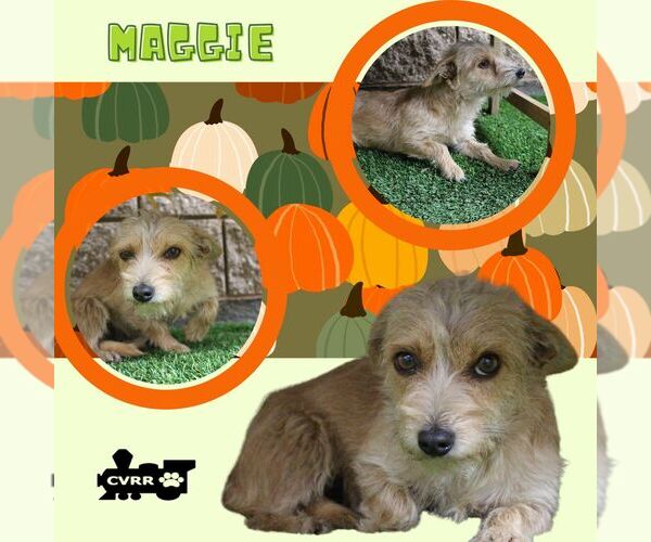 Medium Photo #1 Mutt Puppy For Sale in Lindsay, CA, USA