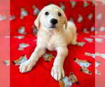 Small #1 Great Pyrenees Mix