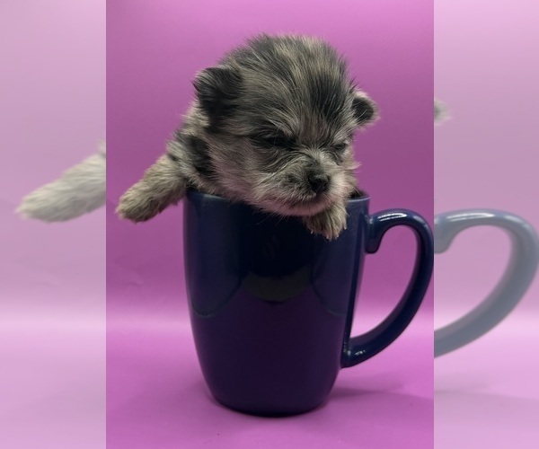 Medium Photo #4 Pomeranian Puppy For Sale in PORTLAND, ME, USA