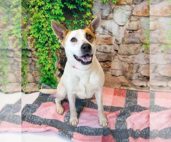 Medium Photo #6 Mutt Puppy For Sale in Kennesaw, GA, USA