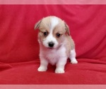 Small Photo #8 Pembroke Welsh Corgi Puppy For Sale in CLARK, MO, USA