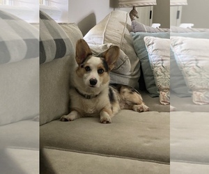 Pembroke Welsh Corgi Puppy for sale in CLERMONT, FL, USA